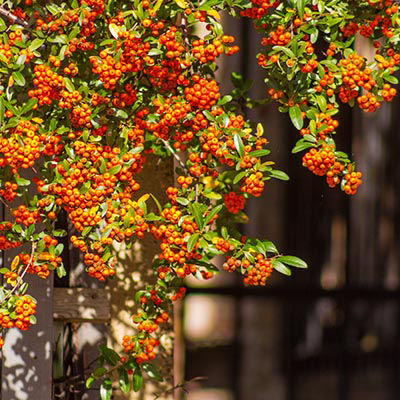 Plante grimpante - pyracantha